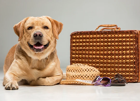 quais-cuidados-devemos-ter-com-nossos-pets-na-hora-de-viajar