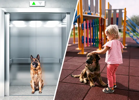 os-cuidados-de-pets-em-elevadores-e-areas-comuns